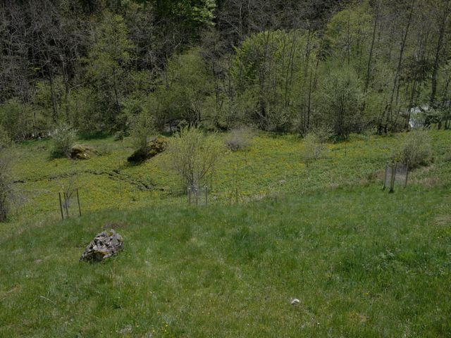 Le terrain, le verger, le&nbsp;potager