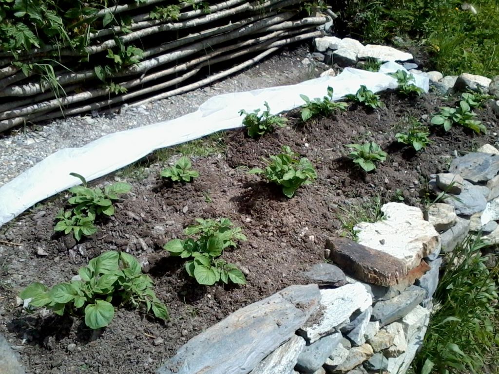 Le potager en pleine&nbsp;croissance