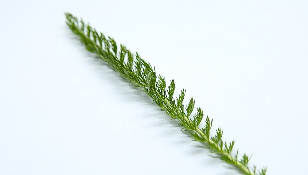 l&rsquo;achillée millefeuille