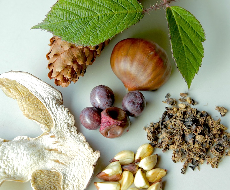 Cueillette et cuisine sauvage : dernier stage de la belle&nbsp;saison!