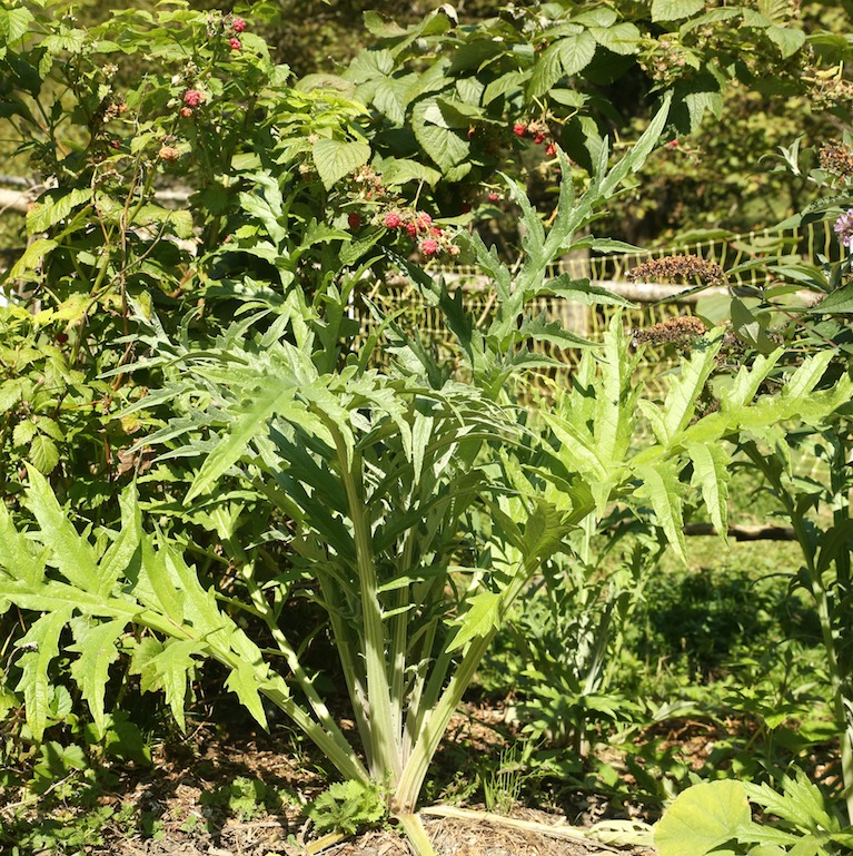 Le potager de montagne : bilan&nbsp;2017