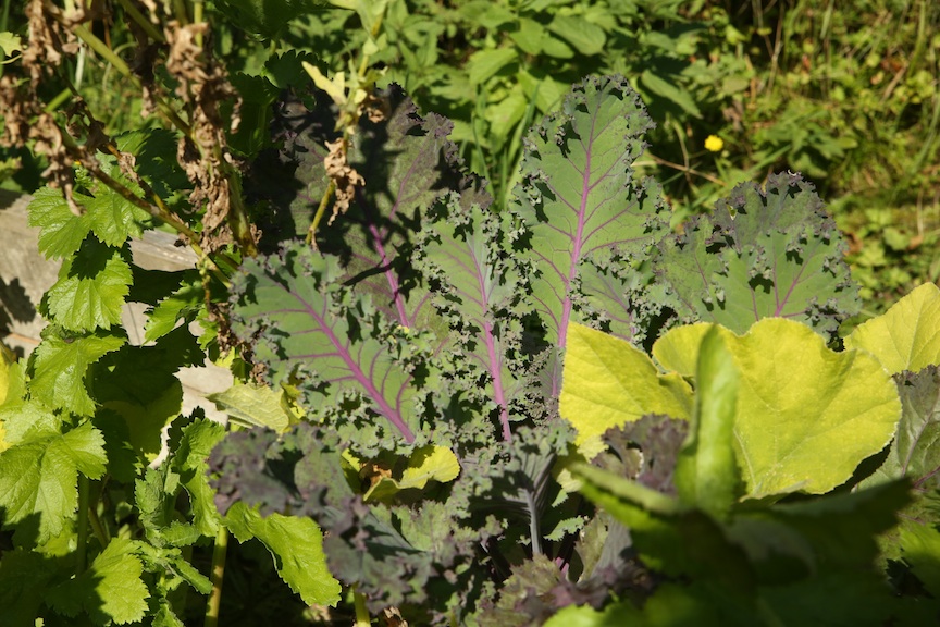 kale