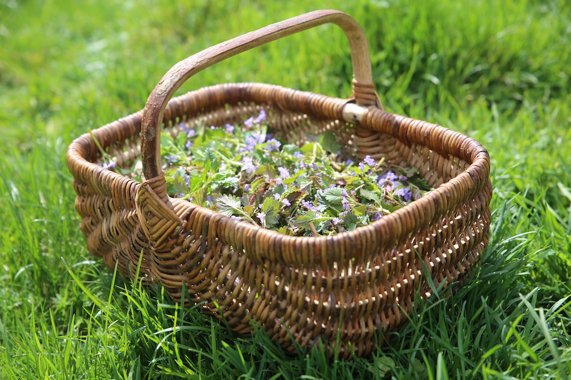 panier lierre terrestre