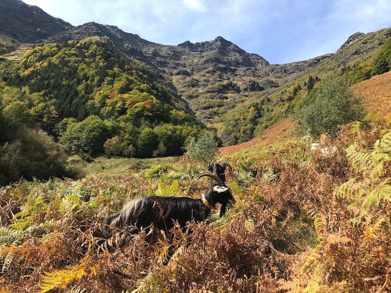 Pâturage et Alimentation