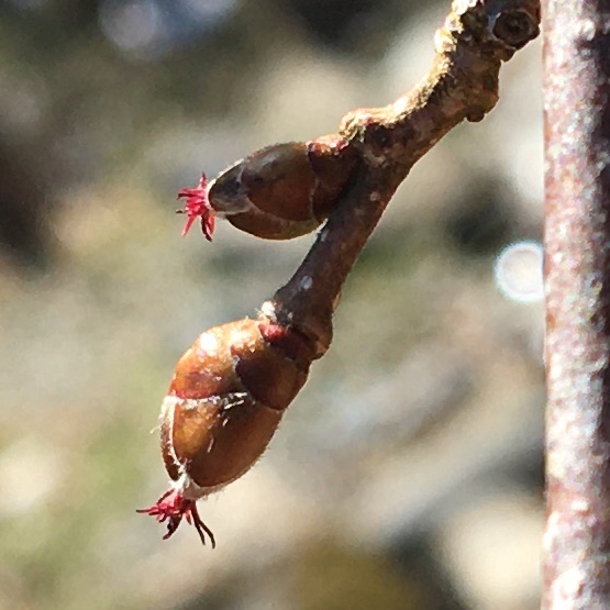 Stages de cueillette et cuisine sauvage&nbsp;2023