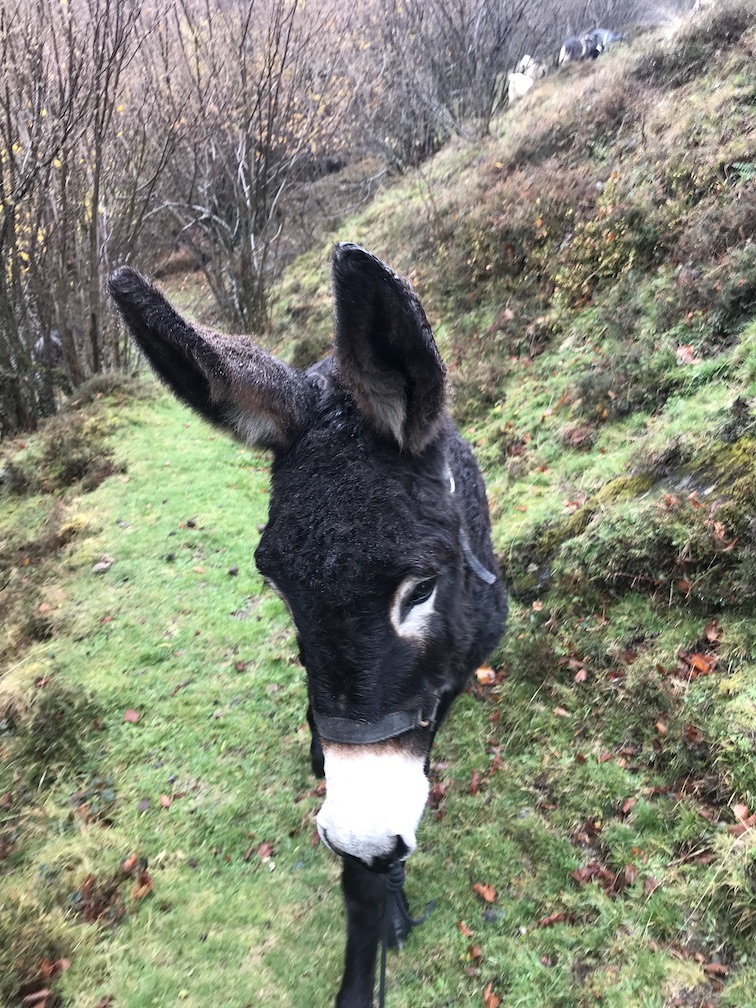 2025 : Sous le signe de&nbsp;l&rsquo;âne